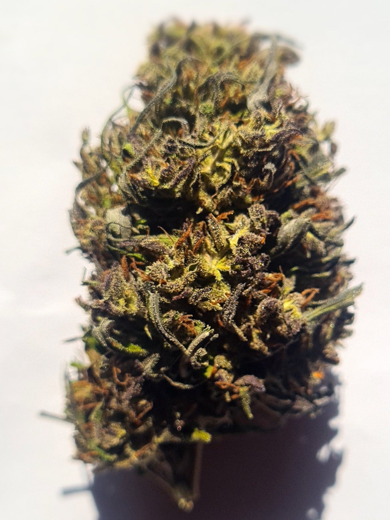 Orange Bud CBD bio