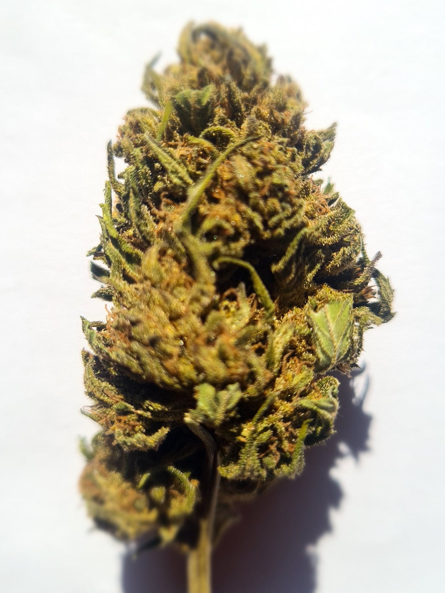 Mazzal Kush bio