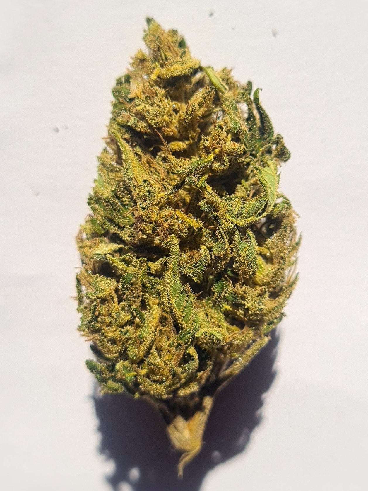 Amnesia Dream Bio